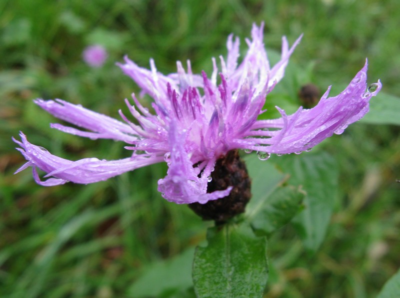 Centaurea nigrescens